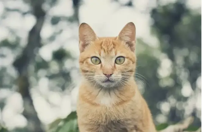 Vintage-Namen für Katzen