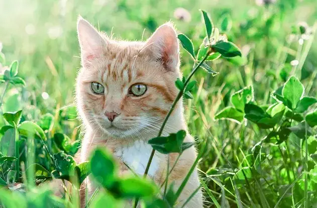 Wetterkatzennamen: Ein Leitfaden zur Benennung Ihres Katzenfreundes