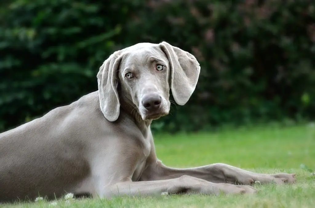 Hund mit hängenden Ohren
