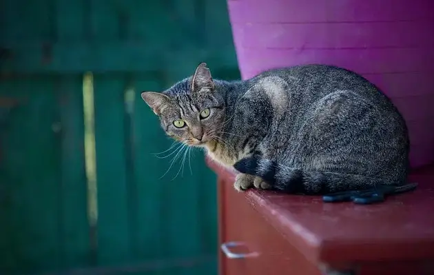 Walisische Katzennamen