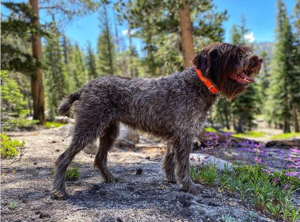 Wirehaired Pointing Griffon