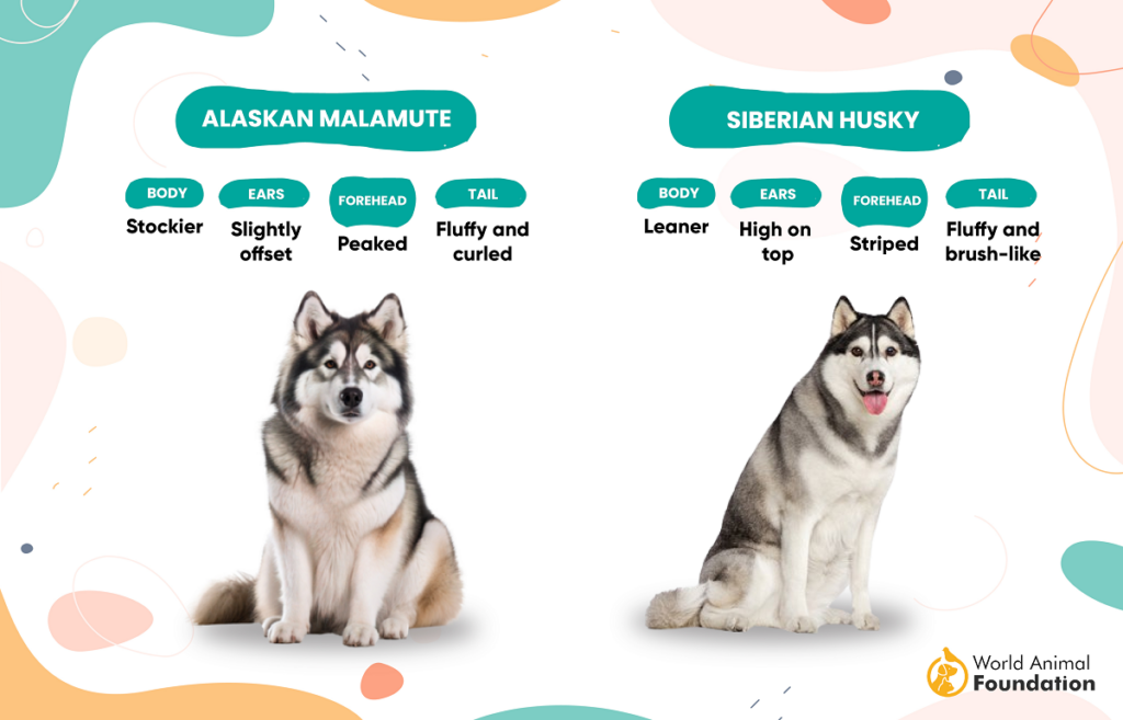 Alaskan Malamute gegen Husky