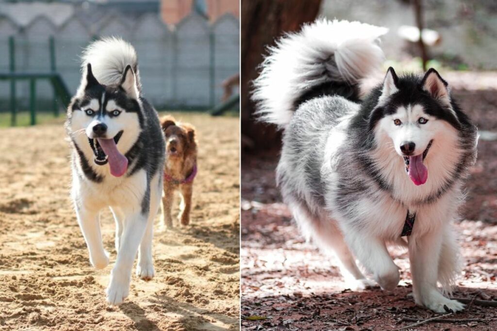 Alaskan Malamute gegen Husky