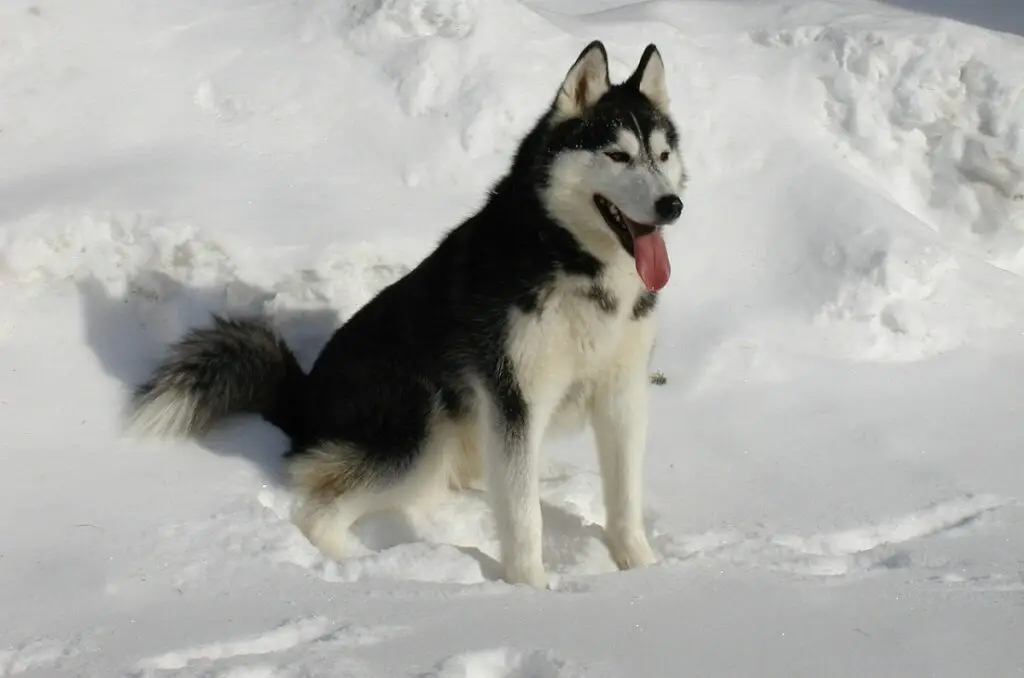 Alaskan Siberian Husky