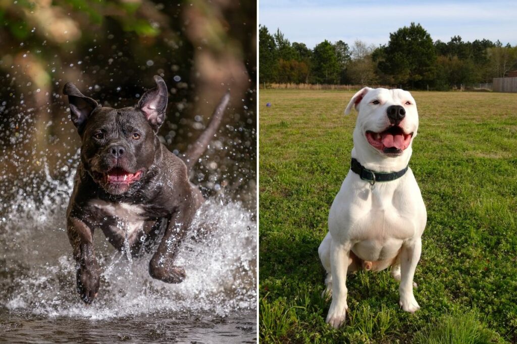 Unterschied zwischen amerikanischem Tyrann und amerikanischer Bulldogge