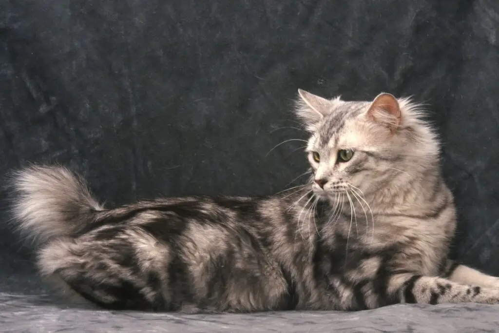 american bobtail 1