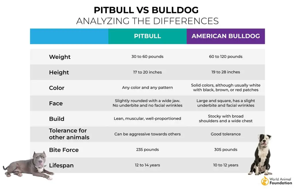 Amerikanische Bulldogge gegen Pitbull