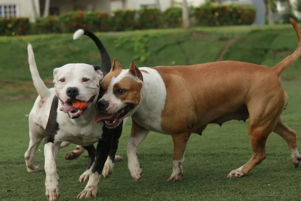 Amerikanische Bulldoggen und Pitbulls