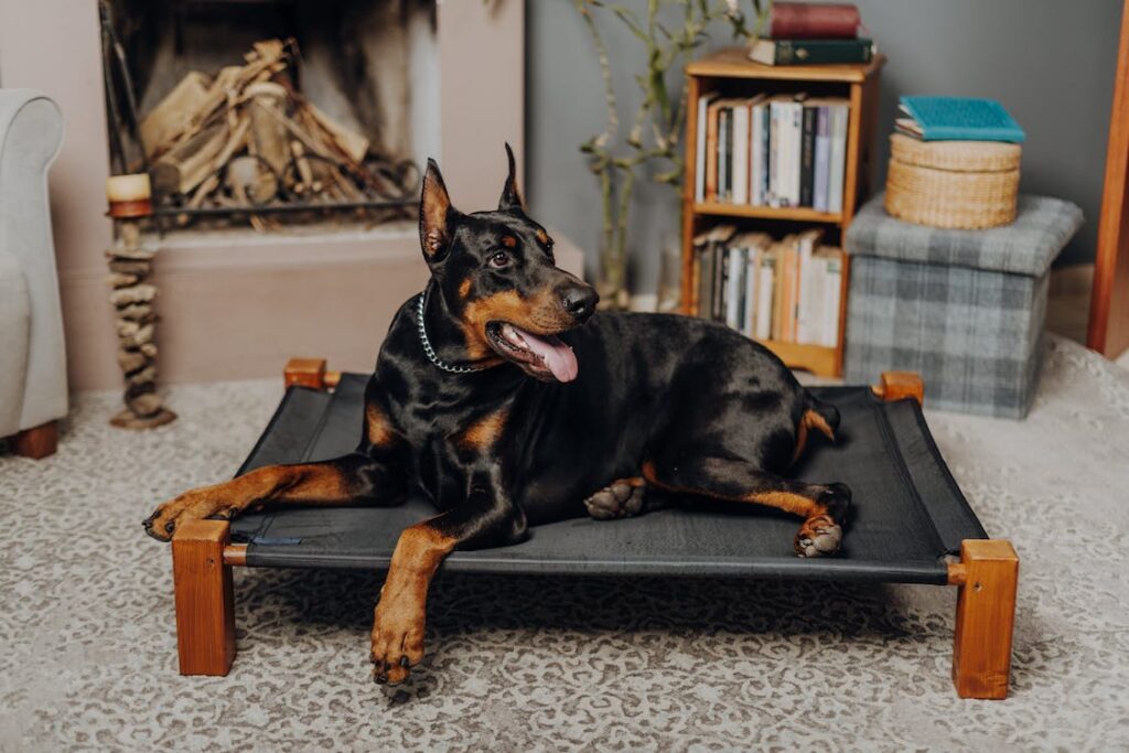 sind Dobermänner gute Schutzhunde