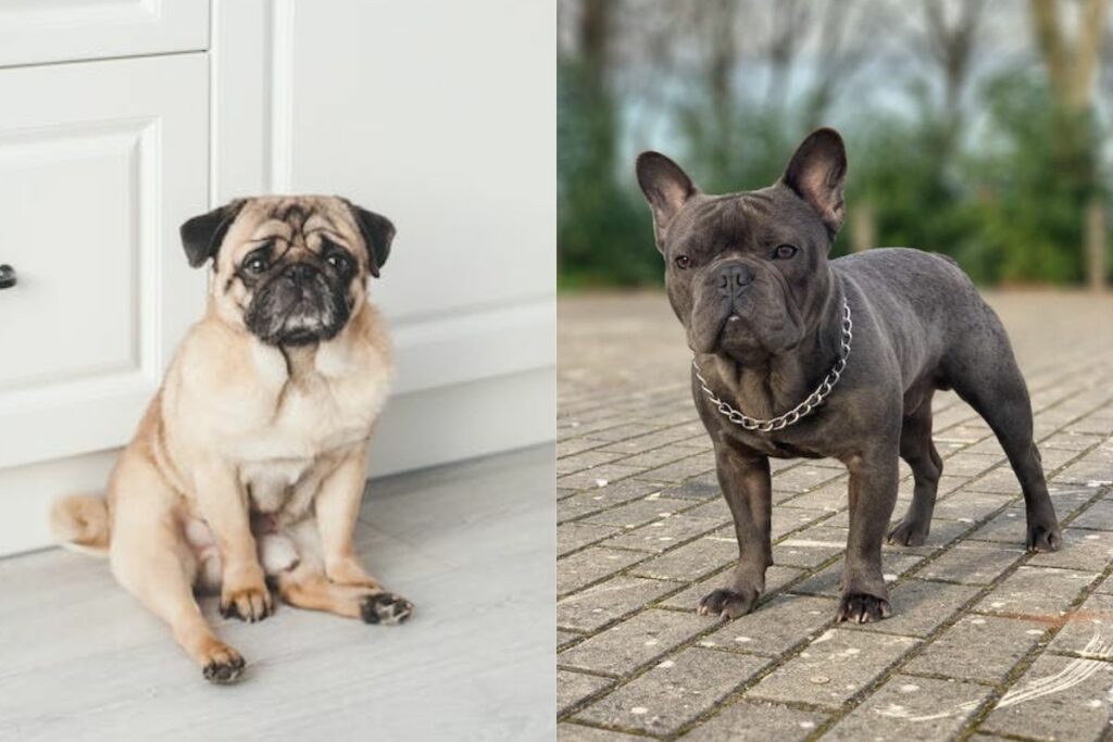 sind französische Bulldoggen, die mit Möpsen verwandt sind