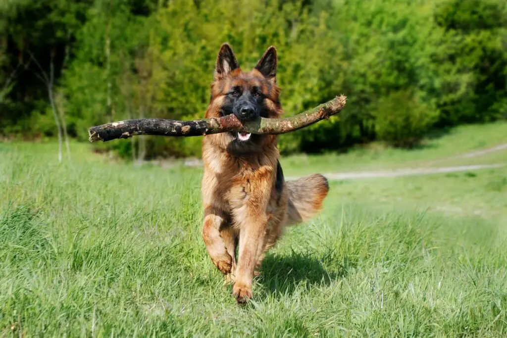 Sind Deutsche Schäferhunde stärker als Pitbulls?