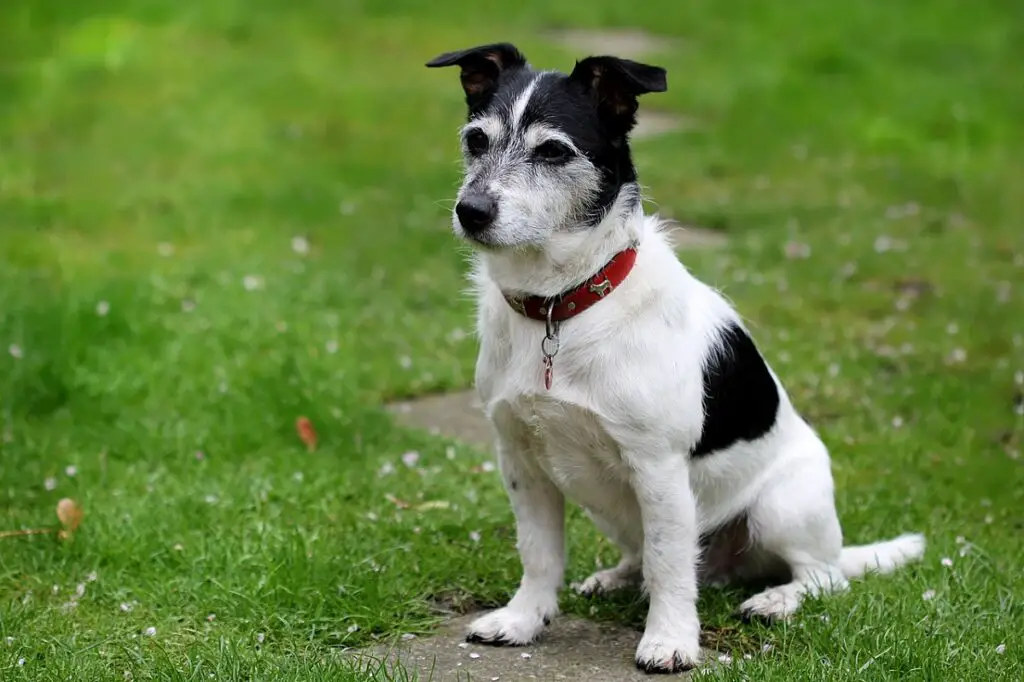 Sind Jack Russells gute Wachhunde?
