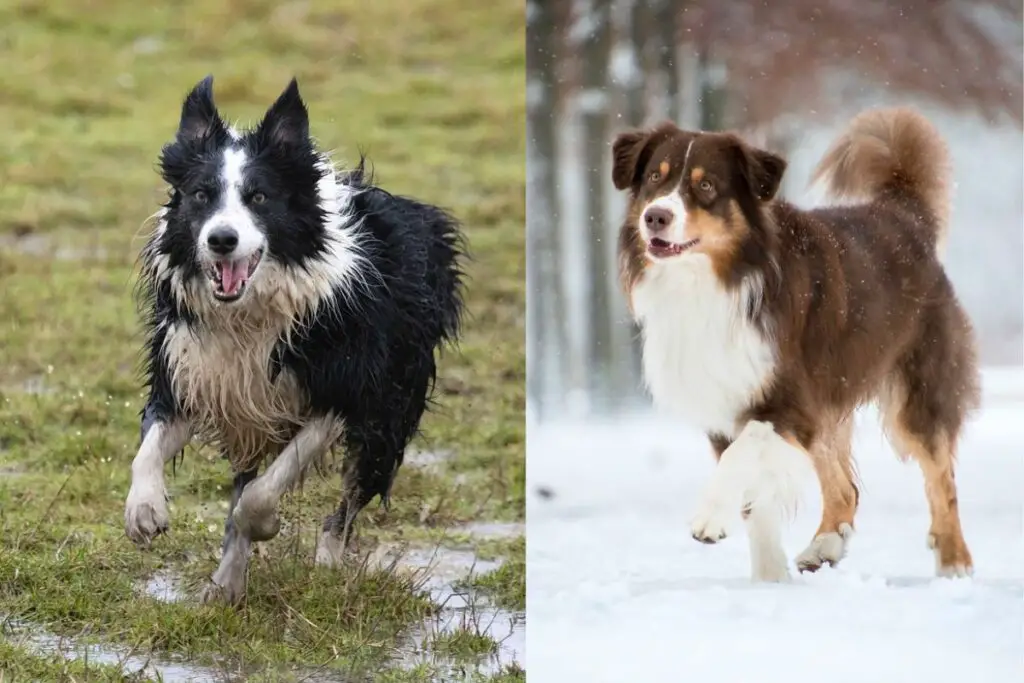 Aussie gegen Border Collie