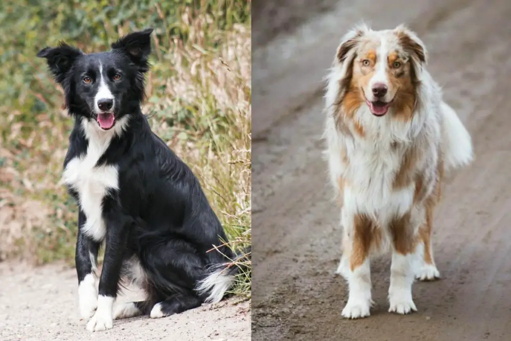 Australischer Schäferhund-Border-Collie-Mix