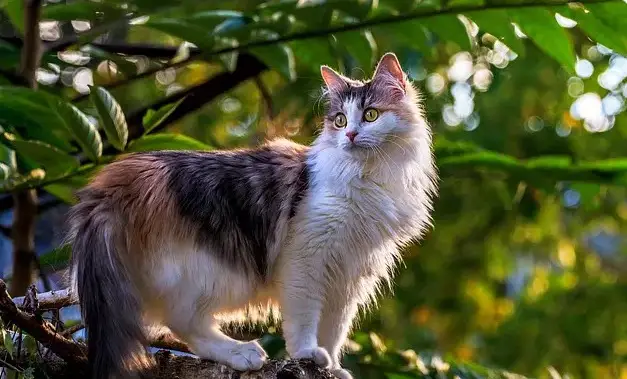 Aztekische Katzennamen