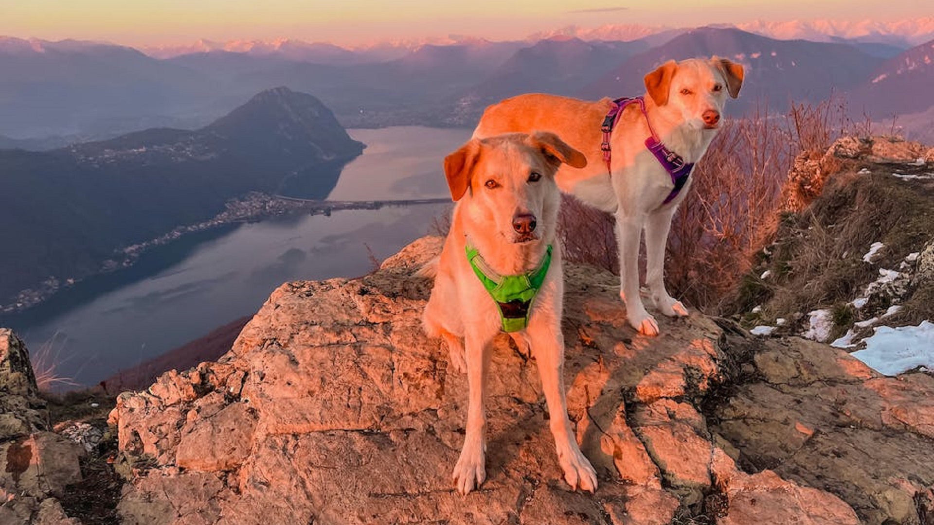 best dog breeds for hiking