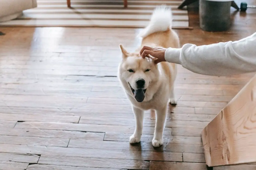 Hunde für alleinstehende Hündinnen
