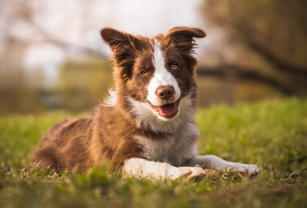 Bester Hund als Diensthund
