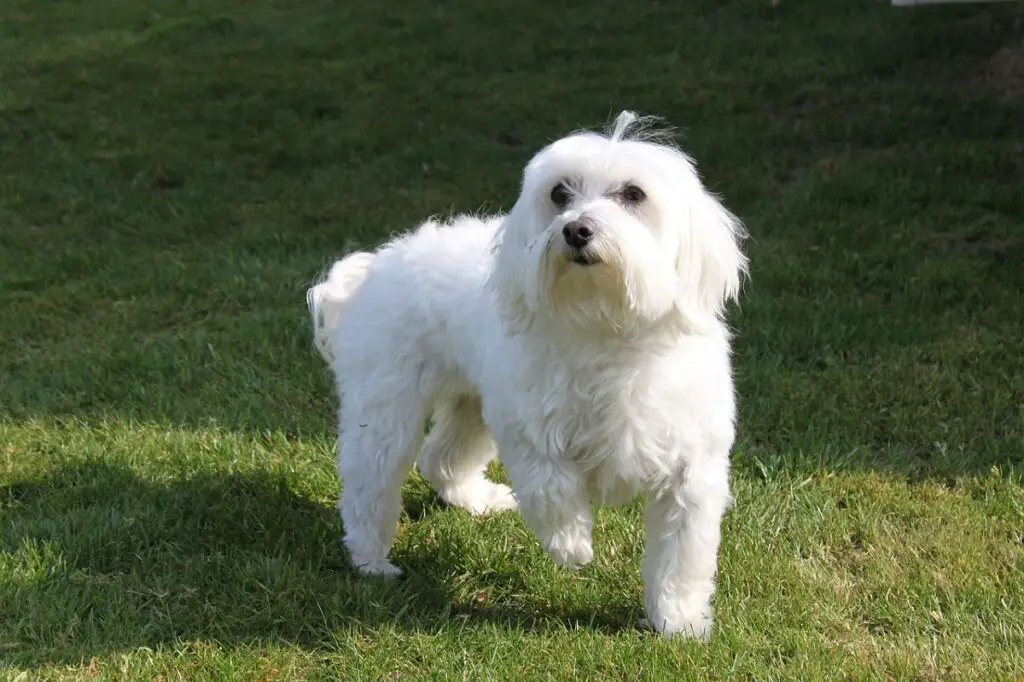 beste Hunde für vielbeschäftigte Menschen
