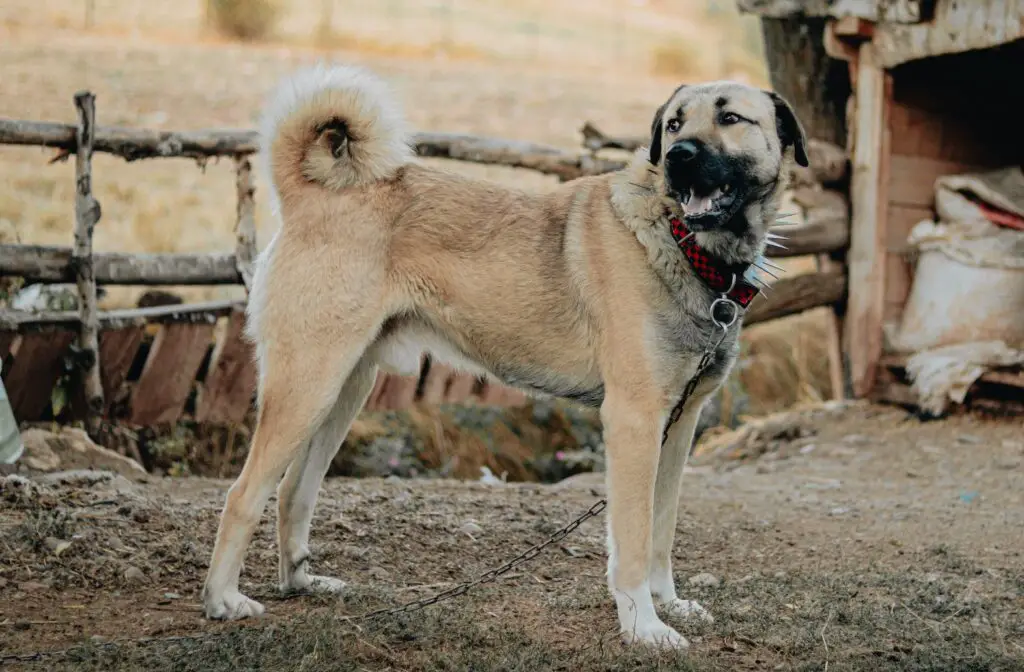 beste Hunde zur Verteidigung