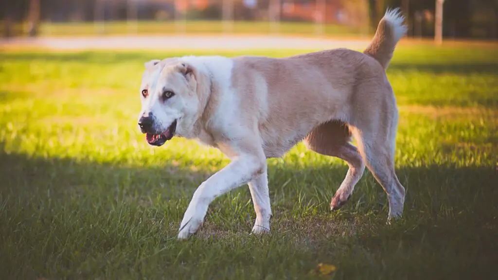 beste Hunde gegen Hitze
