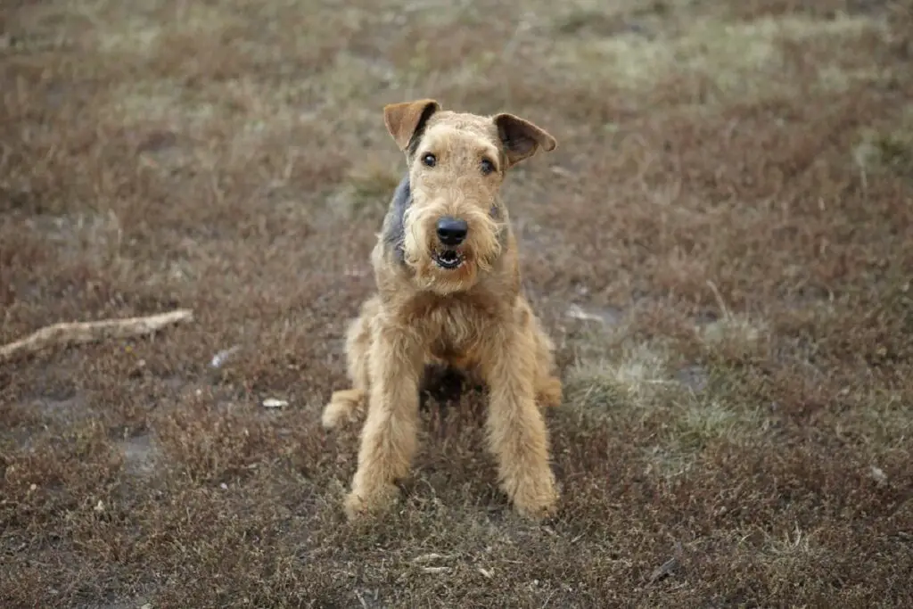 beste Hunde für heißes Wetter