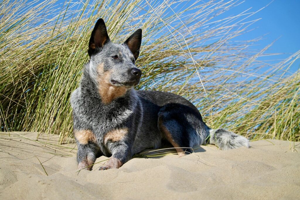 beste Hunde für warmes Wetter