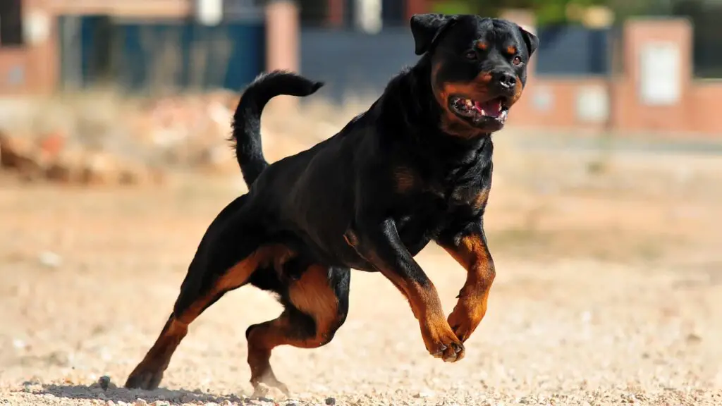 beste Wachhunde für heißes Wetter
