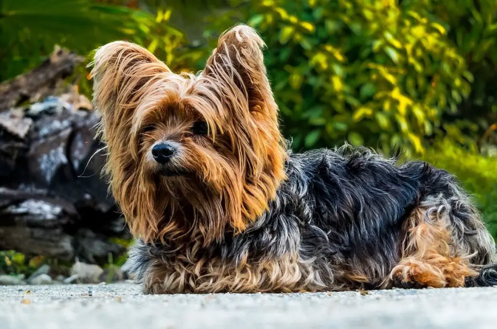 beste Wachhunde für Frauen