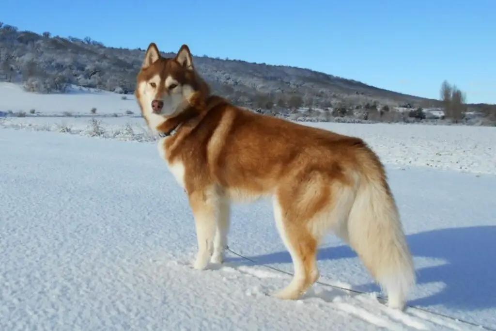 beste Hunde zum Wandern
