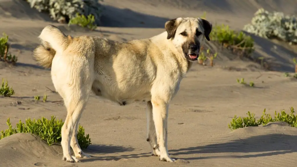 Die besten Hunde bei heißem Wetter
