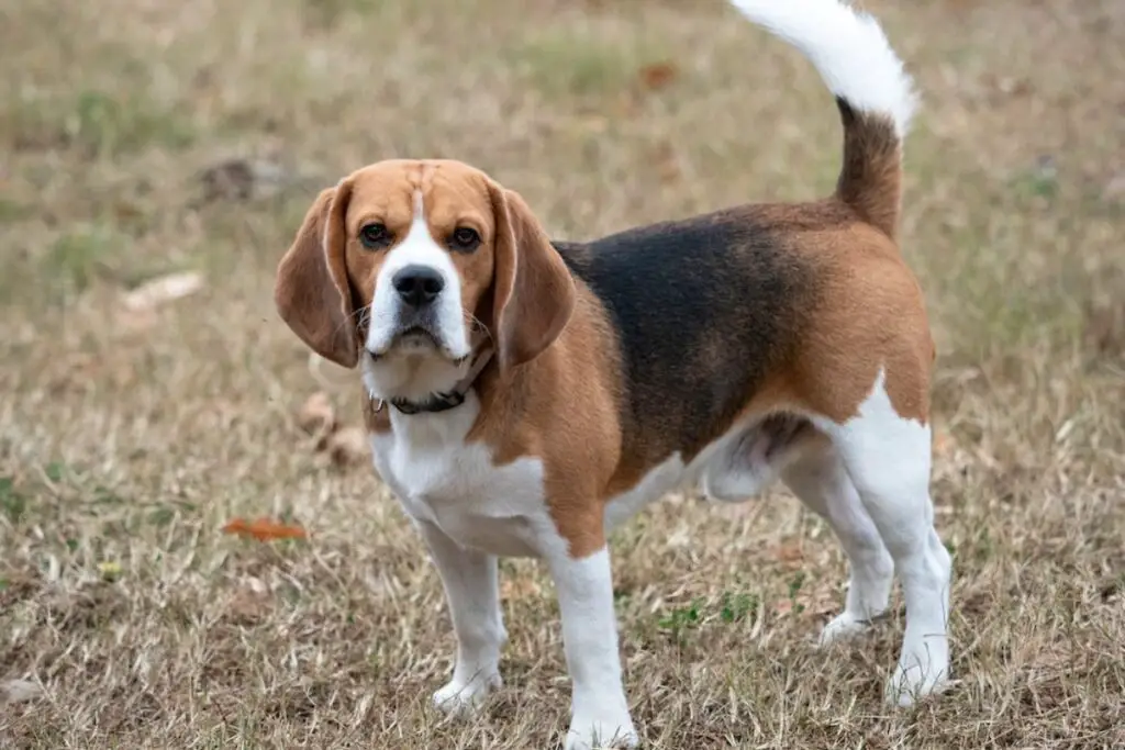 bester kleiner Hund zum Schutz
