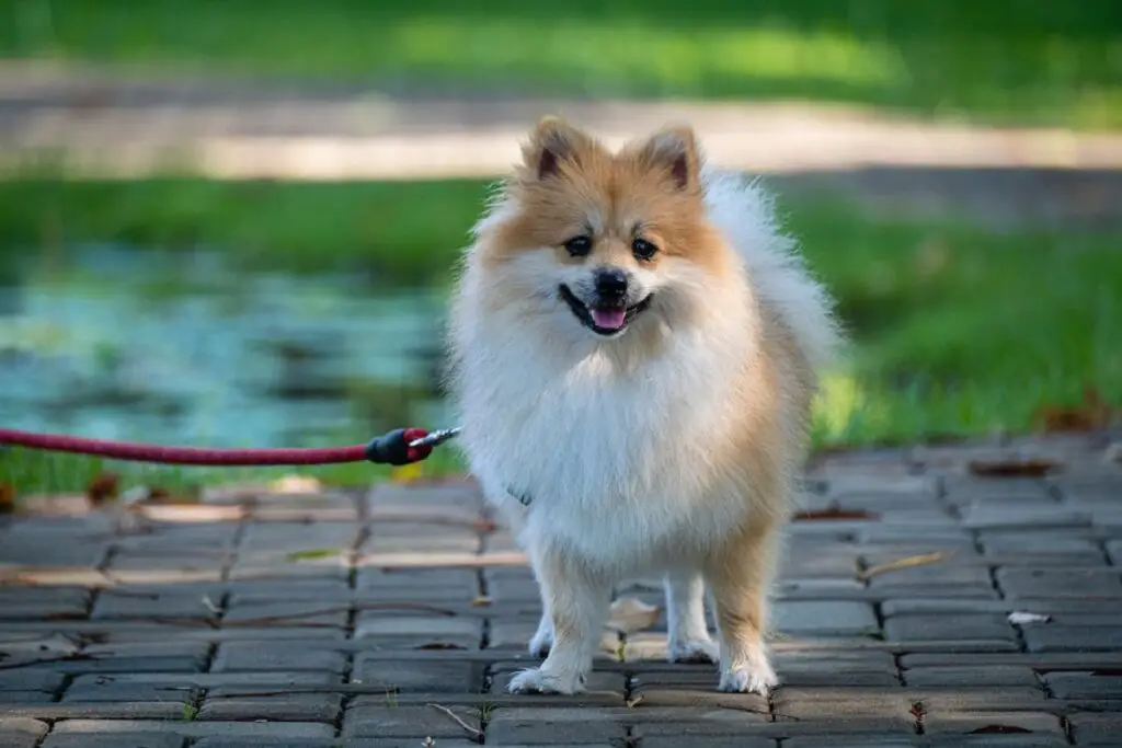 beste kleine Schutzhunde
