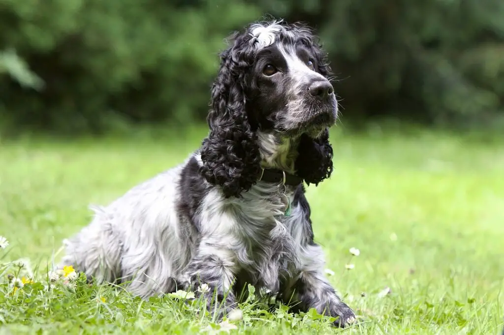 beste kleine bis mittelgroße Wachhunde
