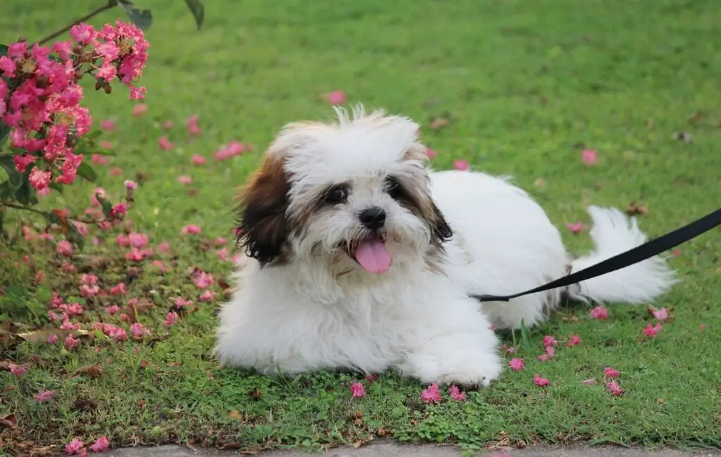 Kleine Hunde mit dem besten Temperament
