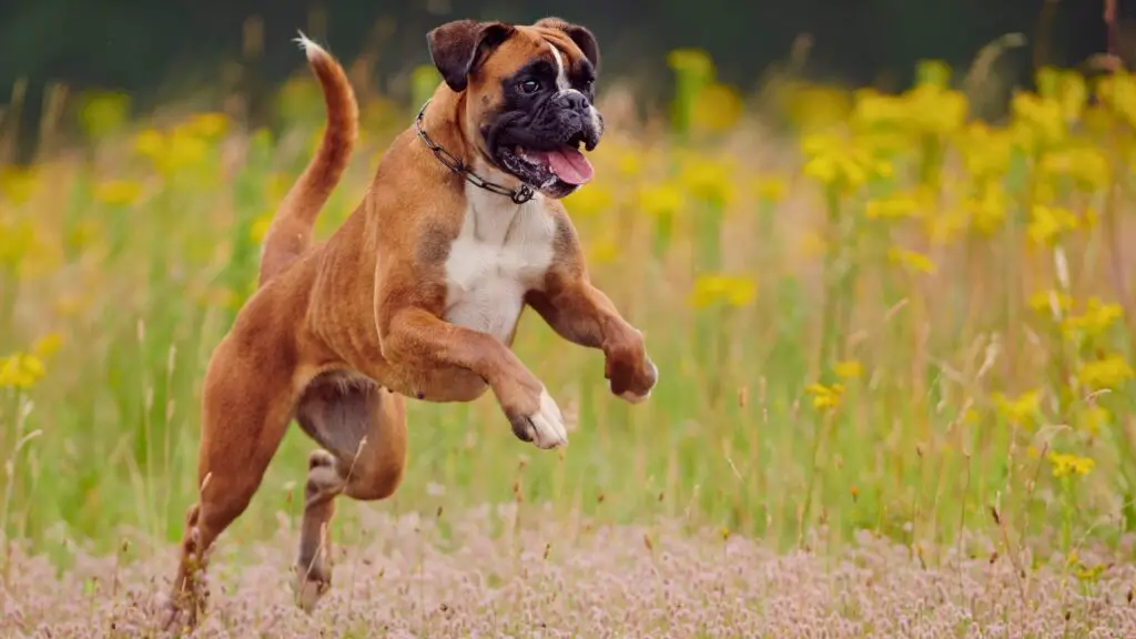 Die besten Hunde für warmes Wetter
