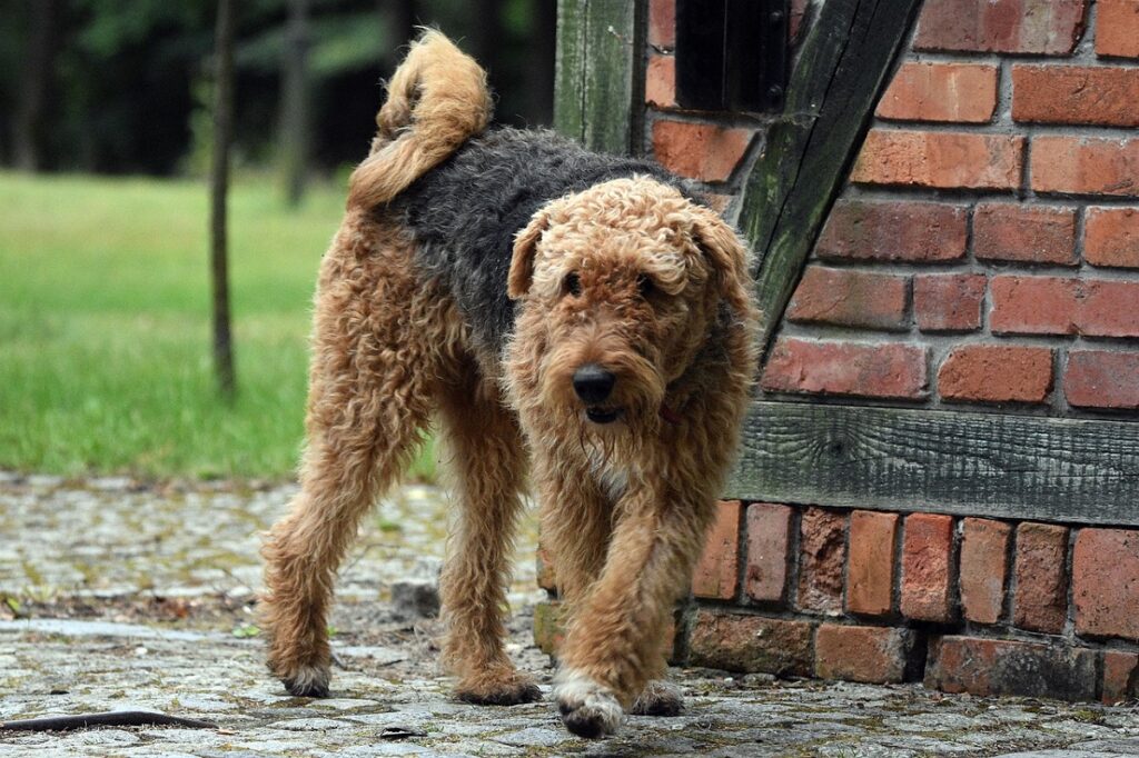 große Hunde, die nicht haaren