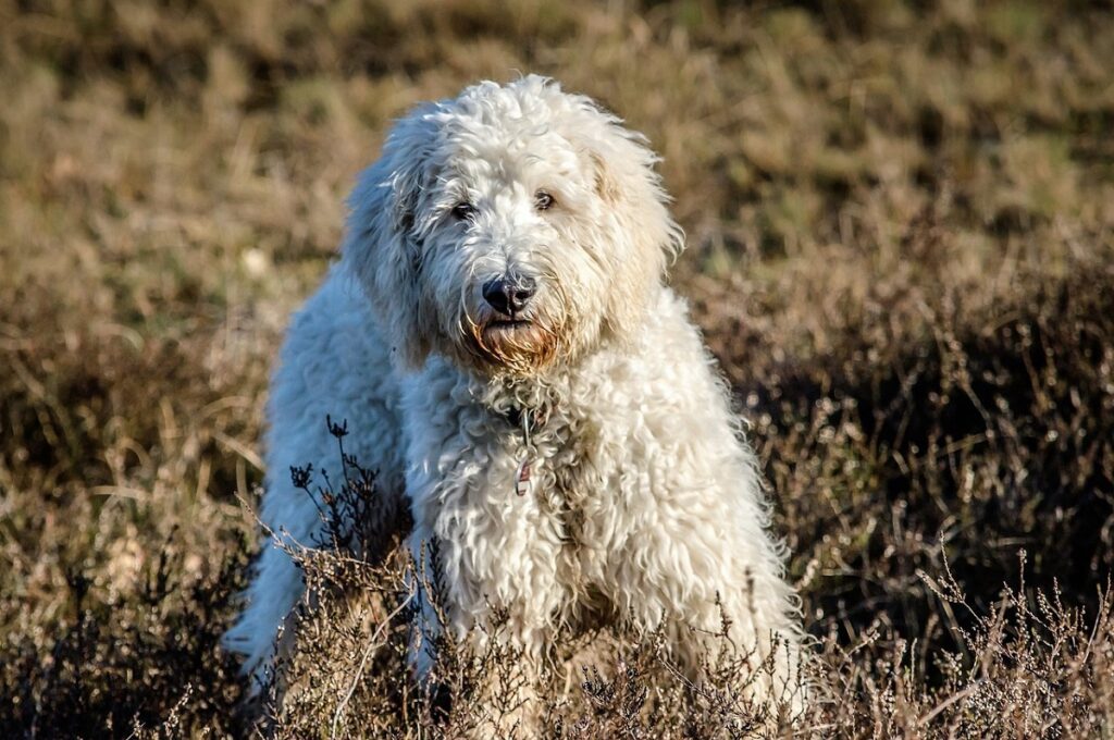 große Hunde, die nicht viel haaren
