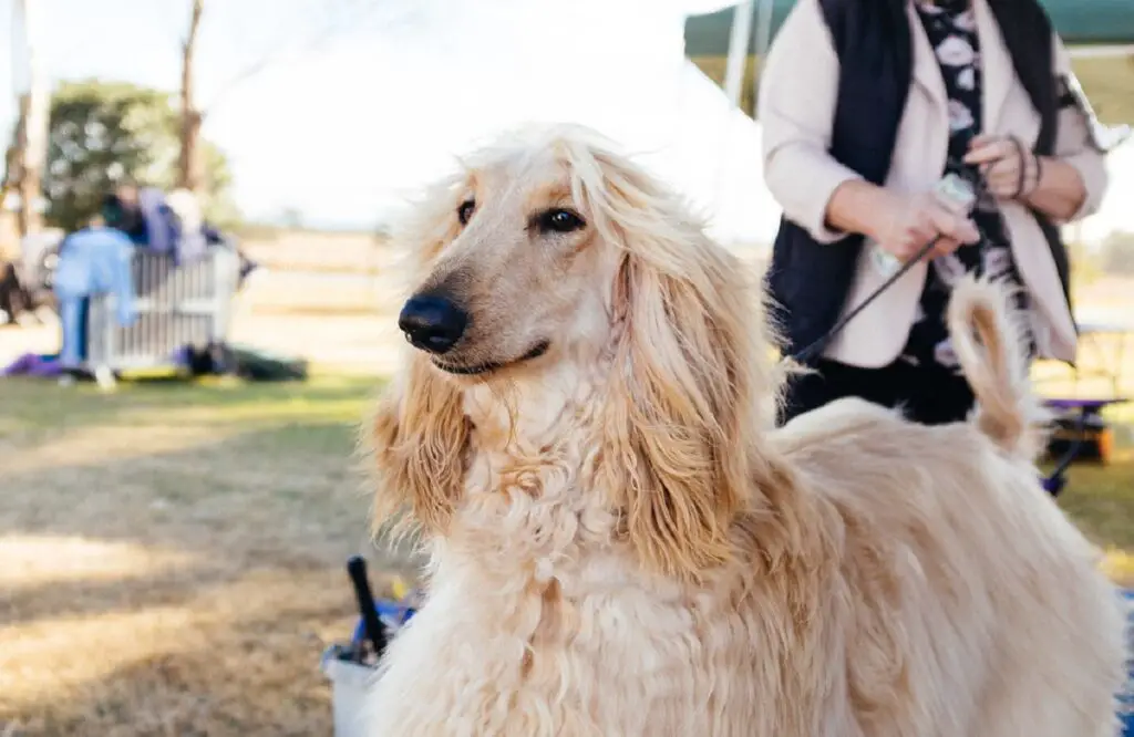 Hunde mit langen Haaren an den Ohren
