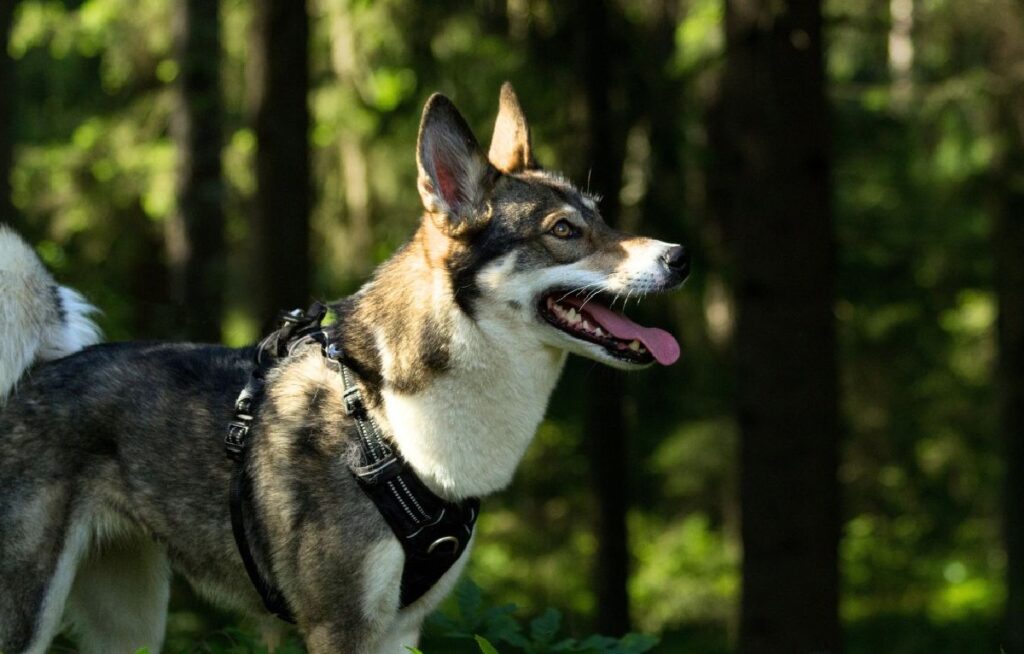 großer russischer Hund
