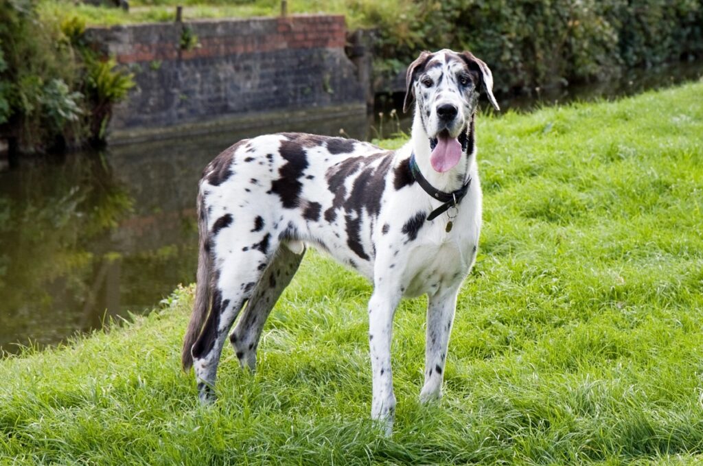 großer gefleckter Hund
