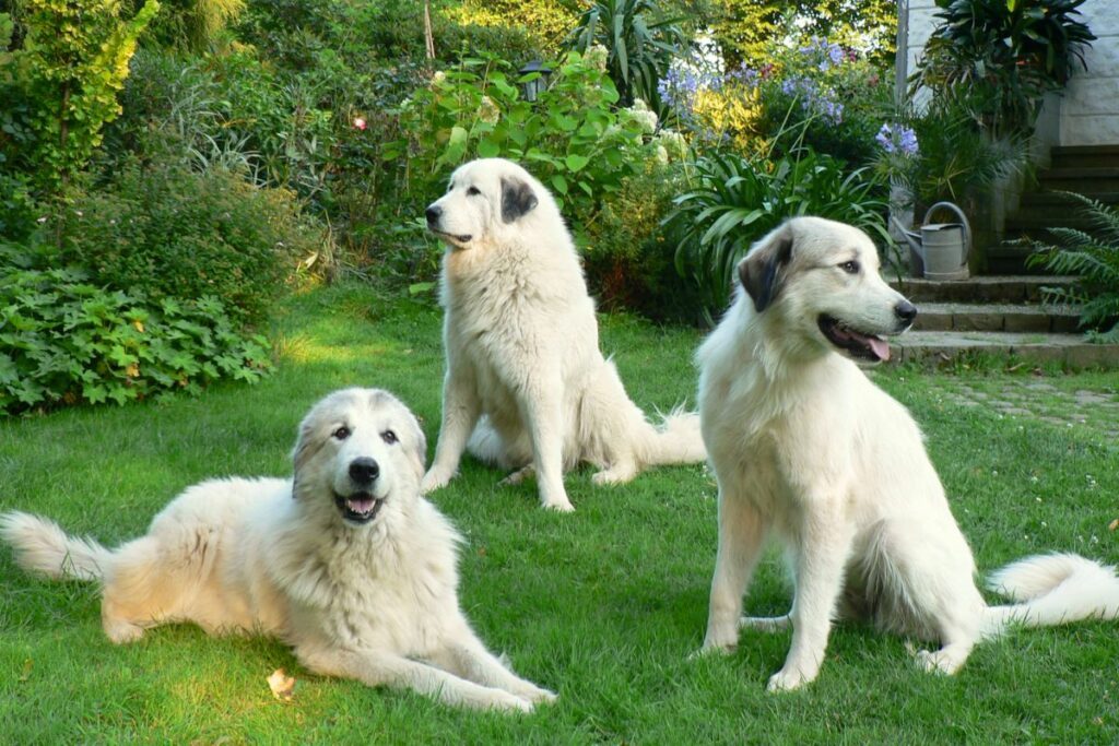 schwarz-weiß gefleckte Hunde