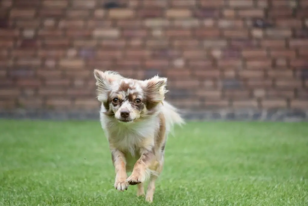 Schwarz-weißer und brauner Hund
