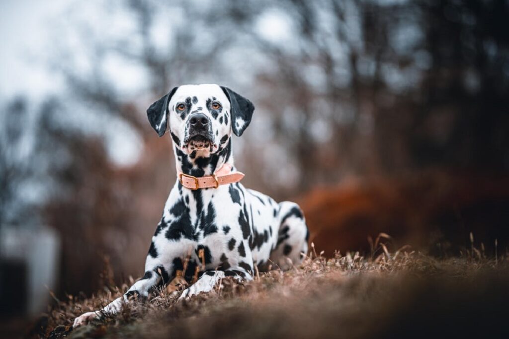 Schwarz-weiß gefleckter Hund
