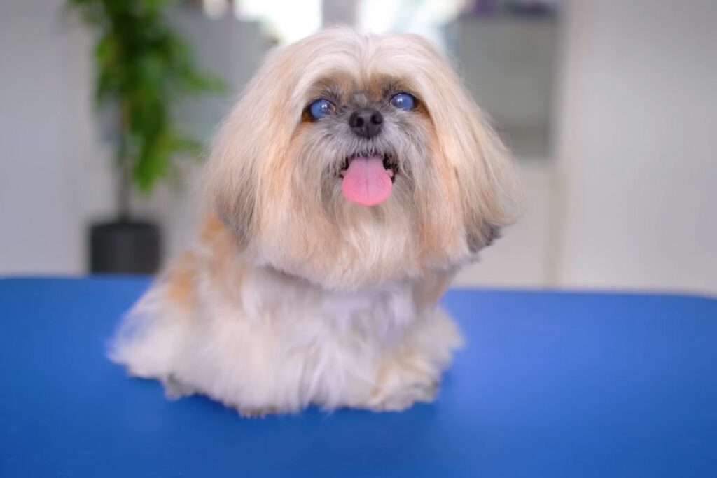 Shih Tzu-Typen
