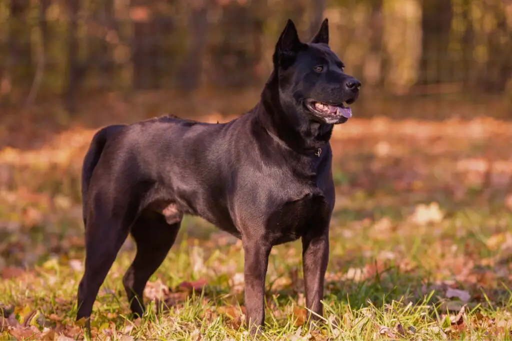 Blauzungen-Shar-Pei
