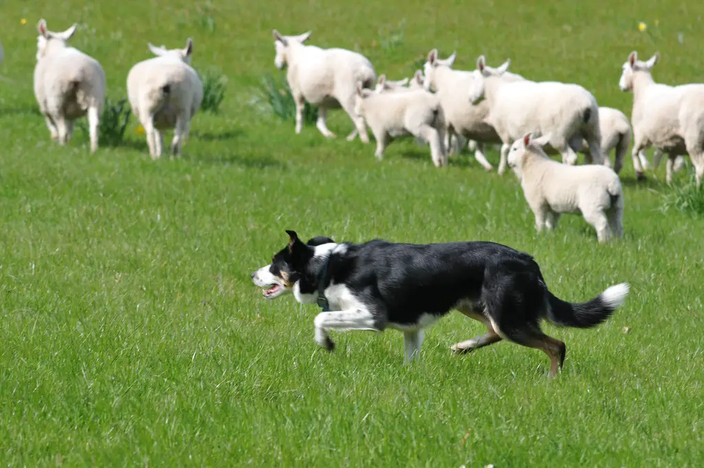 Border Collie Herding-Stil