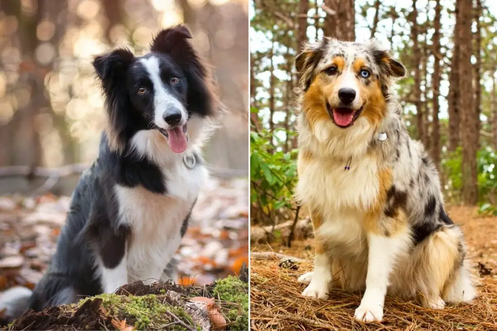 Border Collie vs. Australischer Schäferhund