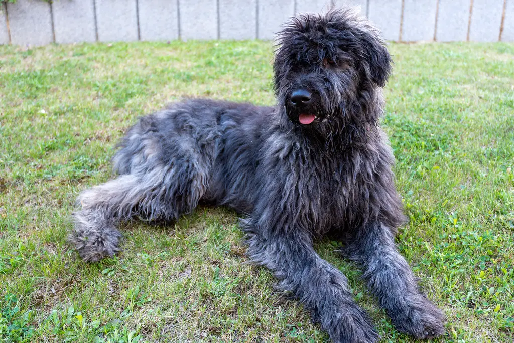 Bouvier des Flandres hypoallergen
