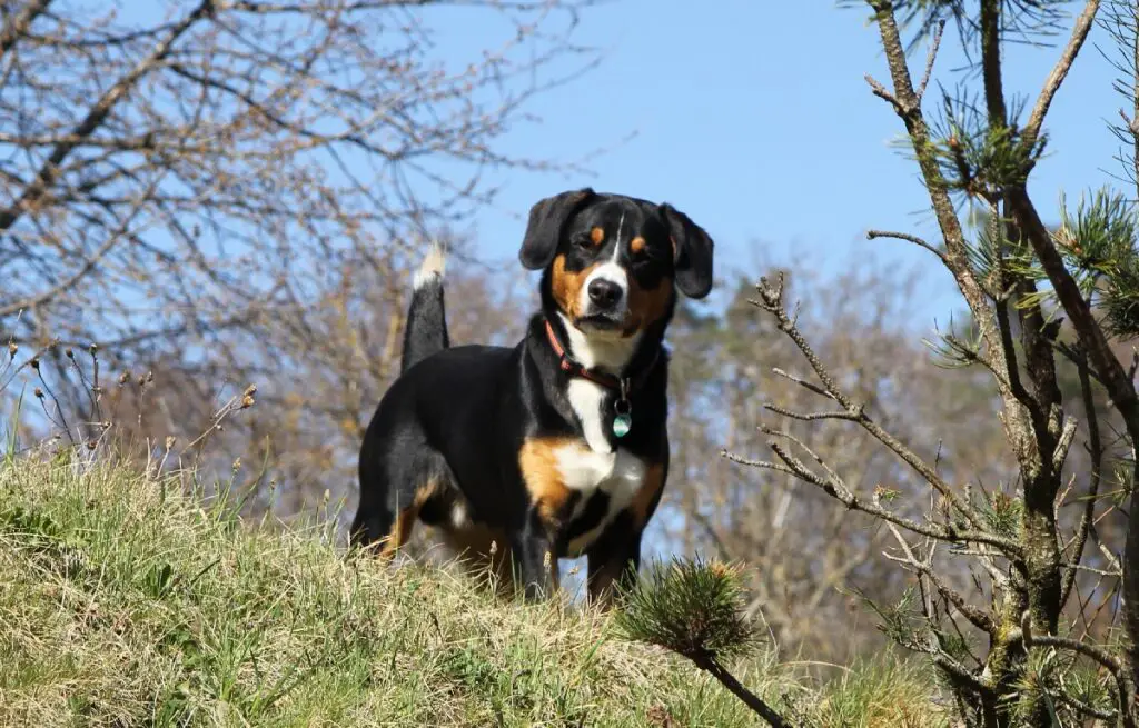 brauner schwarz-weißer Hund
